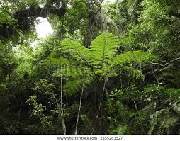 Image result for Cyathea dregei