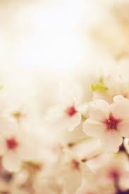 These 8 sakura iphone wallpapers are free to download for your iphone. Blossom Cherry Spring Red Sakura Nature Flower Iphone 8 Wallpaper Iphone8wallpapers Com