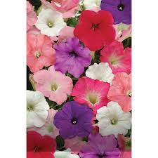 This petunia variety is a great hedging flower for landscaping. Easy Wave Mix Petunia Seeds Ne Seed