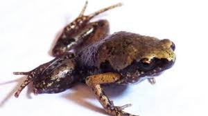 We did not find results for: Daur Hidup Katak Mulai Dari Telur Sampai Jadi Katak Dewasa