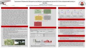 Image result for Diospyros chamaethamnus