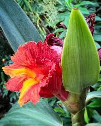 Image result for Costus subbiflorus