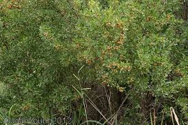 Image result for Gymnosporia tenuispina