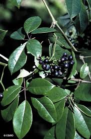 Image result for Cissus glaucophylla