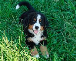 bernskij zennenhund