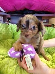Puppies For Sale Boca Raton Chiweenie Puppies Chiweenie Puppies Chiweenie Puppies For Sale