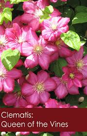 We did not find results for: Clematis Queen Of The Vines Flowers Roses Fruits Veggiesflorissa Flowers Roses Fruits And Veggies