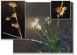 Image result for Rhynchospora holoschoenoides