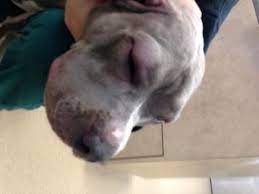 Allergic Reactions In Dogs Dr Justine Lee