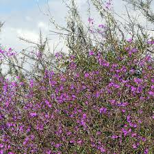 Image result for Commicarpus