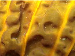 Image result for Isolepis costata