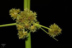 Image result for Cyperus difformis