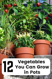 Vegetables In Pots The Best Veggies To Grow In Containers Container Gardening Vegetables Small Space Gardening Container Gardening Vegetables Pots