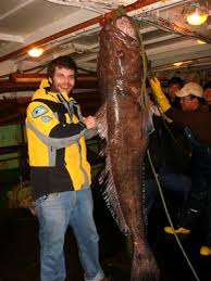 Image result for Dissotis anchietae