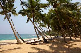 Golden Beach With Sun Loungers And Palm Trees At Amanwella Tangalle Sri Lanka Luxury Resort Resort Places To Go