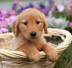 Golden retriever puppy images stock photos vectors shutterstock. Baby Golden Retriever Puppies Off 73 Www Usushimd Com
