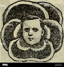 Jc flowers hi-res stock photography and images