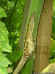 Image result for tomato seedling botrytis