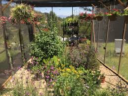 Insect cage foldable insect and butterfly habitat cage housing enclosure. How One Man Repopulated A Rare Butterfly Species In His Backyard Vox