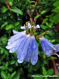 Image result for Sclerochiton