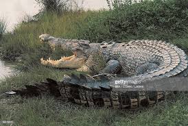 Close Up Of An Australian Saltwater Crocodile Kakadu National Park Australian Saltwater Crocodile Saltwater Crocodile Crocodile Animal