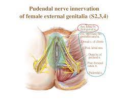 This article looks at female body parts and their functions, and it provides an interactive diagram. Anatomy And Related Etiology Of Groin Pain