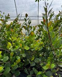 Image result for Aristida stipitata