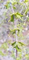 Image result for Crossopetalum mossambicense