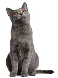 Pin By Enpati On Enpati Cute Cats Chartreux Cat Cats