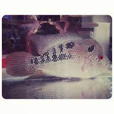 for sale flower horn fish price 40 bd للبيع سمكة فلور هورن السعر 40 bd tel 33770050