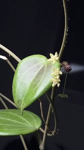 Image result for Polystachya undulata