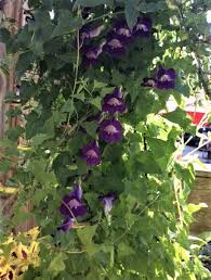 Annual climbing flowers zone 4. Shade Tolerant Flowering Climbers Finegardening