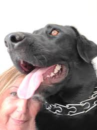 Walter, 13 months, recently decided he is a lap dog. The old, brown sofa  belongs to him. Its the only piece of furniture he's allowed.