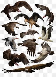 Egyptian symbolism has its origins in their most ancient creation mythologies. Egyptian Vulture Png Egyptian Vulture God Egyptian Vulture Symbol Egyptian Vulture Headdress Egyptian Vulture Eating Egyptian Vulture Nest Egyptian Vulture Flight Egyptian Vulture On The Internet Cleanpng Kisspng