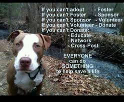 These reasons to put your dog down include: Everyone Can Help Something To Do Adoption Animals