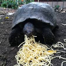 Italian Turtle Eating Spaghetti Either That Or He S Throwing Up Round Worms Tortoises Animal Eating Turtle