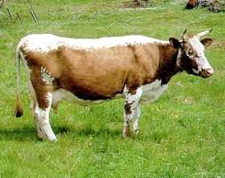 Black And White Cow Breeds Australia Breeds Of Livestock Telemark Cattle Breeds Of Livestock Department Of Animal Science Breeds Of Cows Animals Animal Science