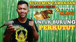 Check spelling or type a new query. Kacang Hijau Dan Madu Untuk Burung Perkutut Suplemen Sehat Gacor Youtube