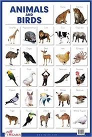 buy animals birds thick laminated educational chart book