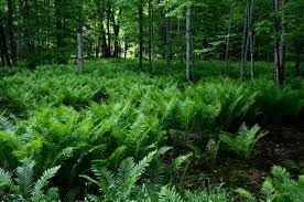 We did not find results for: A Feast Of Fiddlehead Ferns