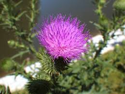 アメリカオニアザミ Cirsium Vulgare Familiar Flowers 2
