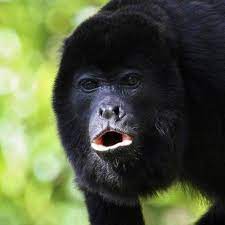 Full Image Howler Monkey Monkey American Animals