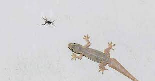 Check spelling or type a new query. Hewan Cicak Jenis Manfaat Dan Bahaya Memeliharanya Hewan Reptil