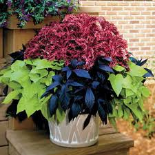 This is a dense herbaceous houseplant with a trailing habit of growth, eventually spilling over the edges of hanging baskets and containers. Sweet Potato Vine Potted Walmart Com Walmart Com