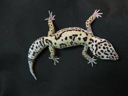 Black And White Leopard Gecko Drawing Mack Snow Jungle Leopard Gecko Superiormorphs Leopard Gecko Gecko Leopard