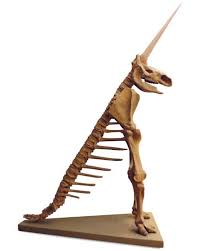 Image result for Megalochlamys