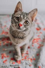 Photography Animals E Cats Immagine Su We Heart It Animals Cats Heart Immagine Photography Su Animals Cats Cute Baby Animals