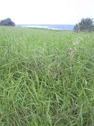 Image result for Urochloa umbellata