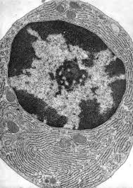 This waterborne protist causes severe diarrhea when ingested. Electron Microscopy Cell With Organelles Microscopy Cells Biology Art Microscopy