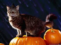You can float them or tile them if they're too small. Halloween Cat Wallpapers Wallpapers Cave Desktop Background